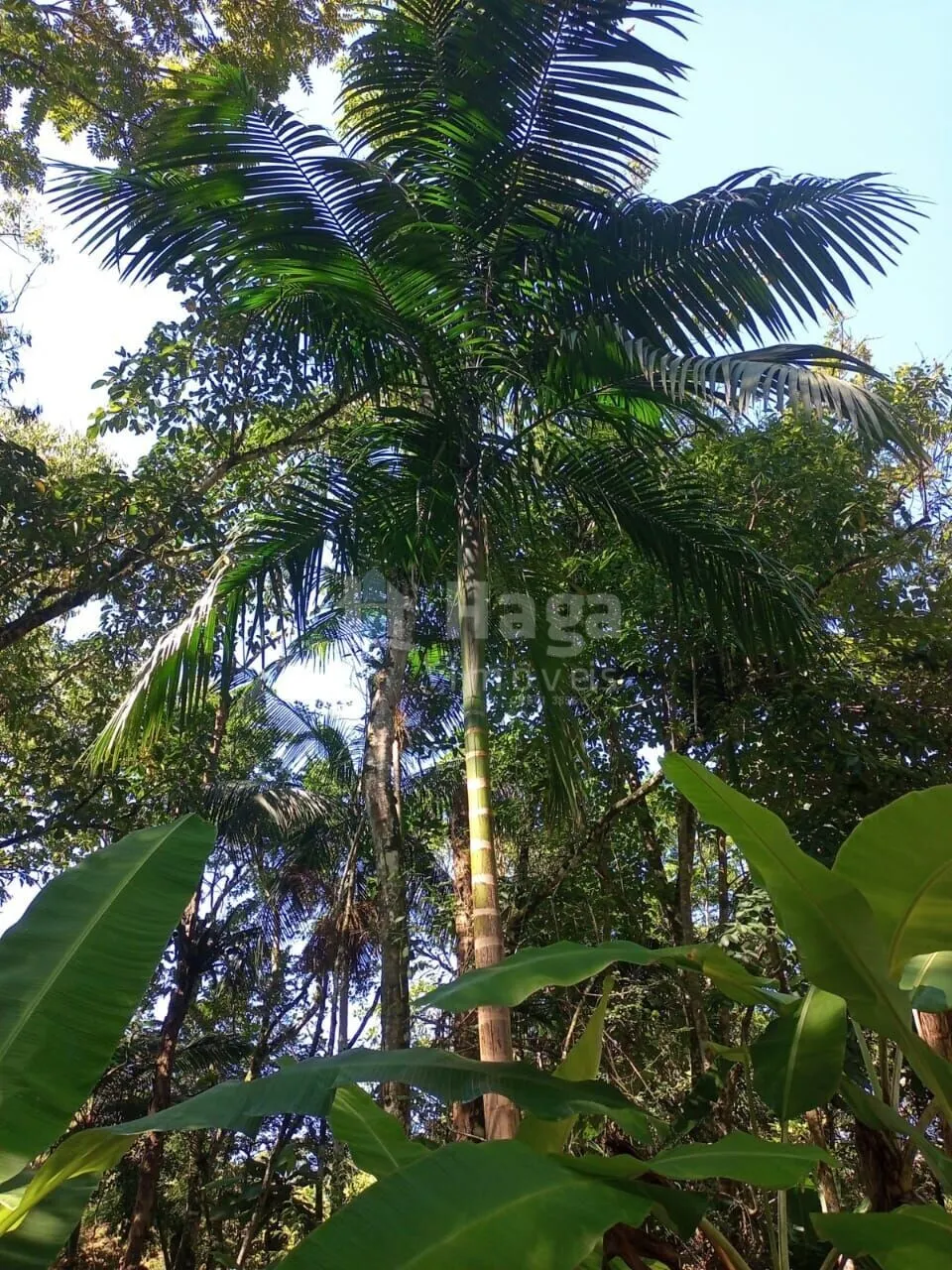 Farm for sale of 4,000 m² in Nova Trento, SC, Brazil