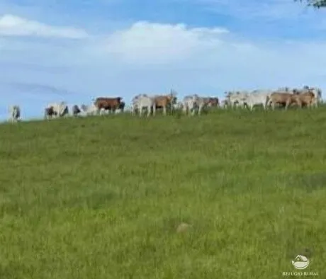 Fazenda à venda de 242 ha em Santa Rita de Caldas, MG, Brasil