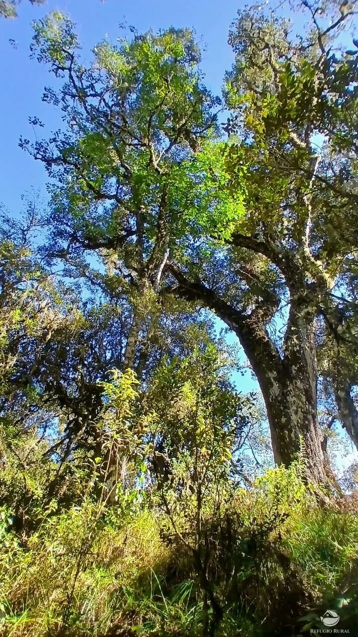 Sítio à venda de 10 ha em Gonçalves, MG, Brasil