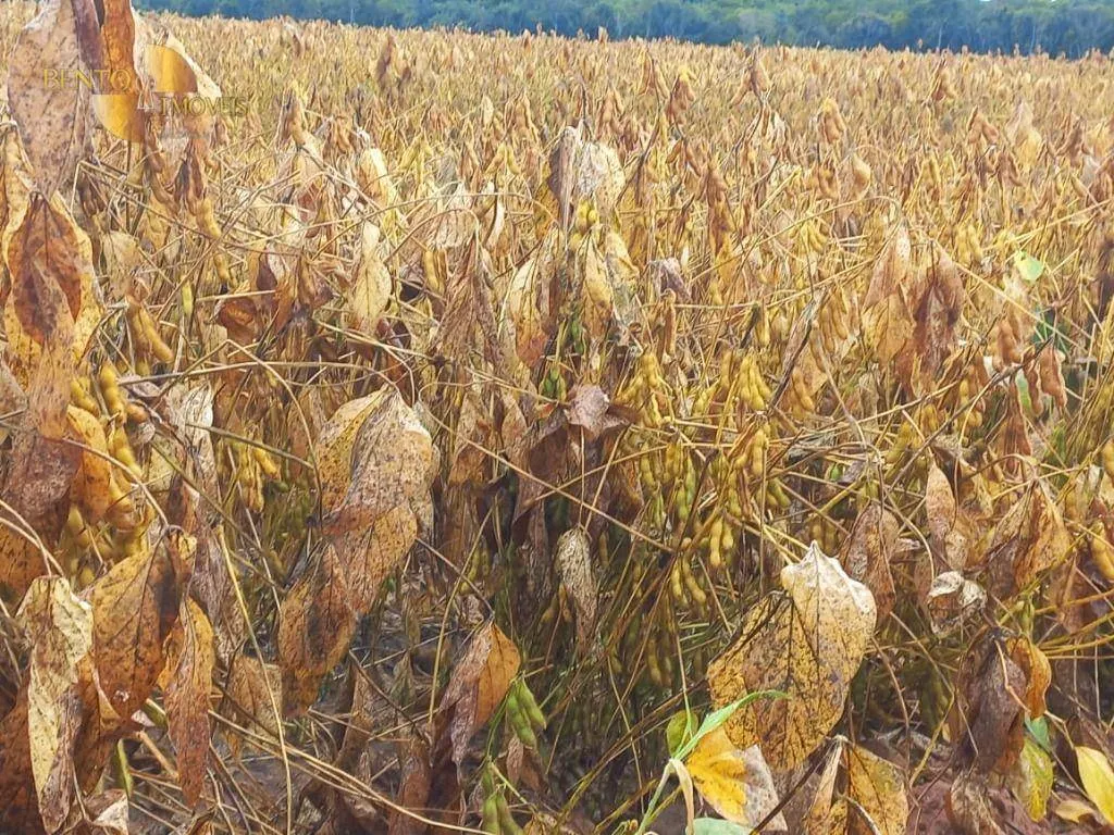 Fazenda à venda e para Arrendar de 3.025 ha em Nova Monte Verde, MT, Brasil