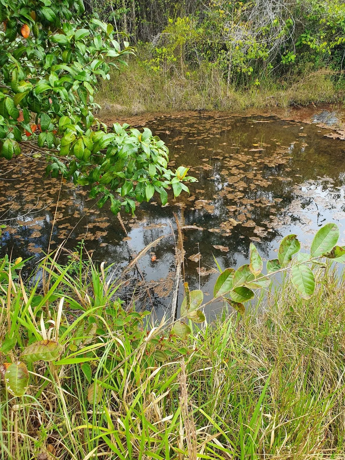 Fazenda à venda de 45 ha em Ilhéus, BA, Brasil