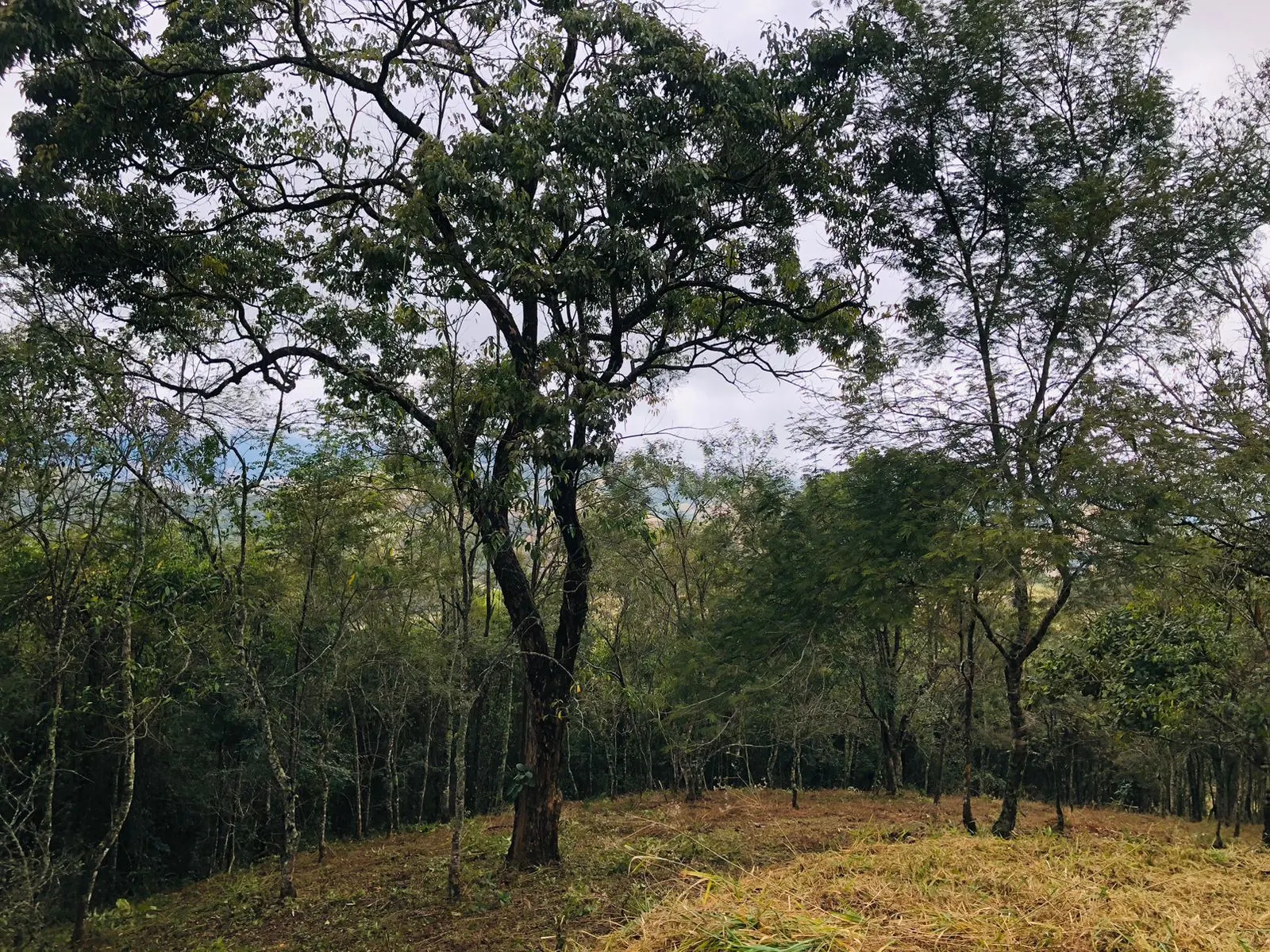 Terreno à venda de 3 ha em Monteiro Lobato, SP, Brasil