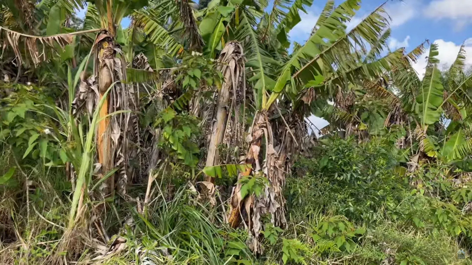 Plot for sale of 35 acres in Caraá, RS, Brazil