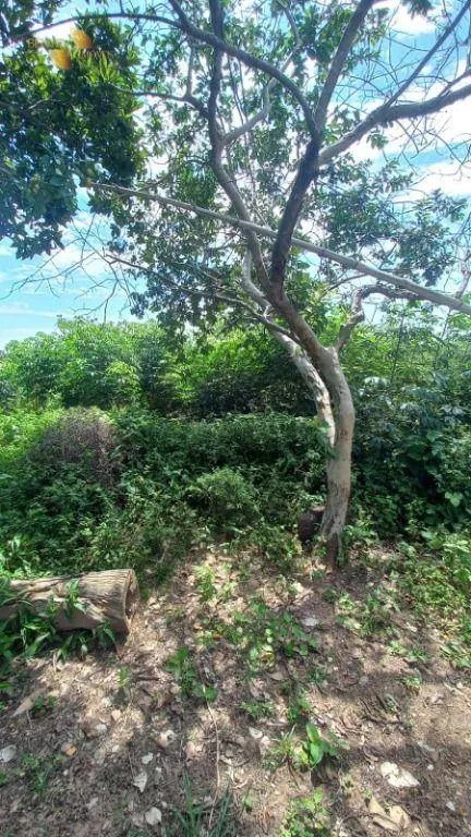 Fazenda à venda de 1.200 ha em Cuiabá, MT, Brasil