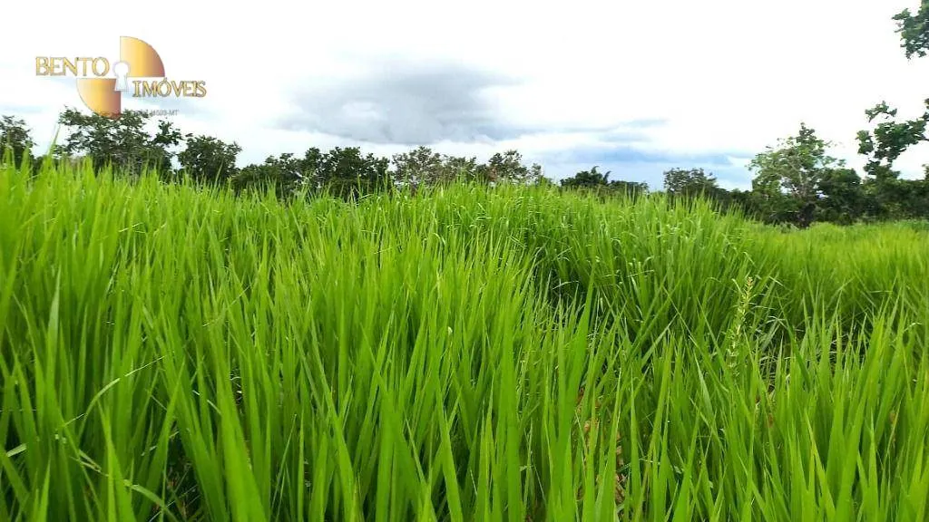 Fazenda à venda de 1.200 ha em Cuiabá, MT, Brasil