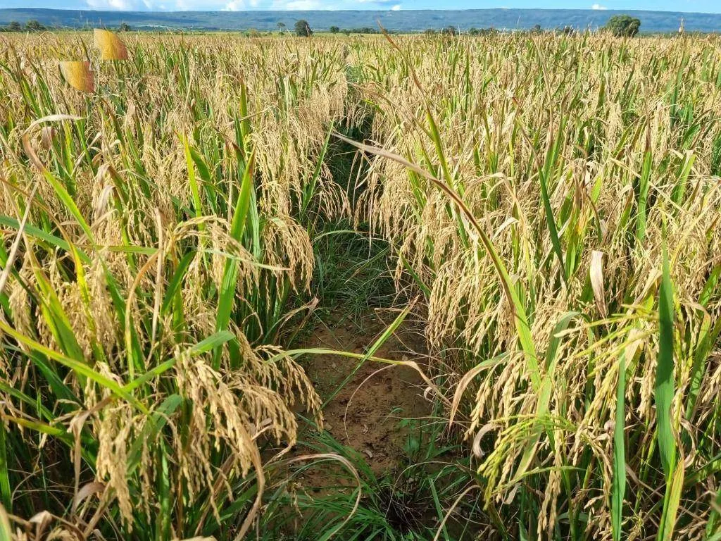 Fazenda à venda de 7.430 ha em Nova Mutum, MT, Brasil