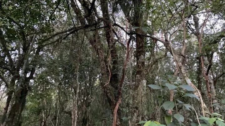 Chácara à venda de 3 ha em Taquara, RS, Brasil