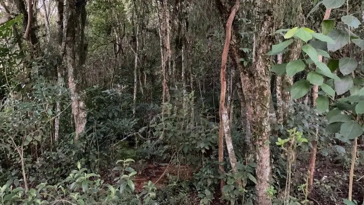 Chácara à venda de 3 ha em Taquara, RS, Brasil