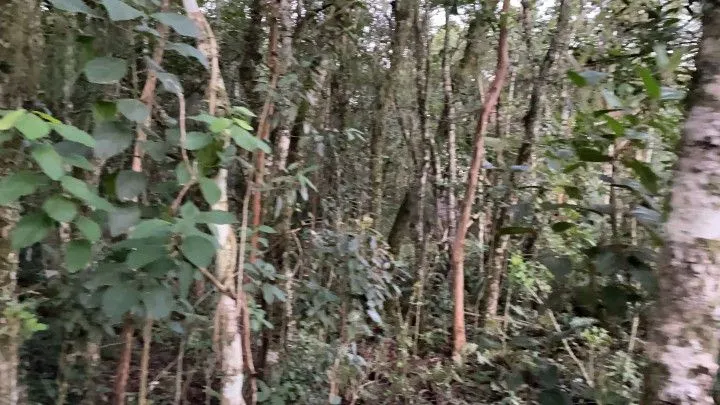 Chácara à venda de 3 ha em Taquara, RS, Brasil