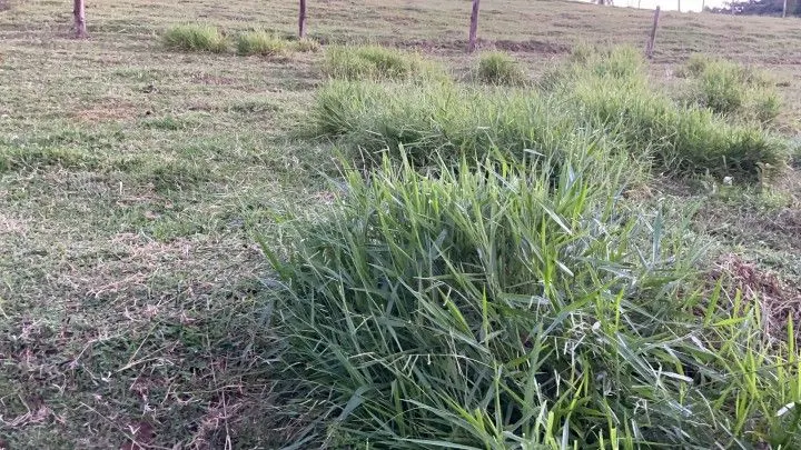Chácara à venda de 3 ha em Taquara, RS, Brasil