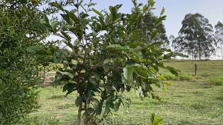 Chácara à venda de 3 ha em Taquara, RS, Brasil