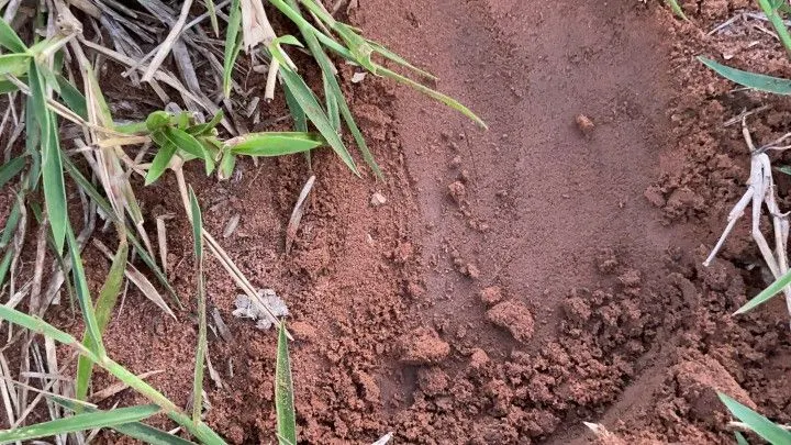 Chácara à venda de 3 ha em Taquara, RS, Brasil