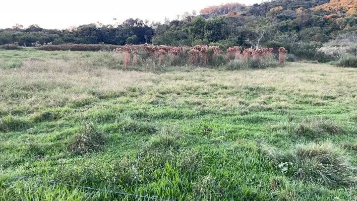 Chácara à venda de 3 ha em Taquara, RS, Brasil