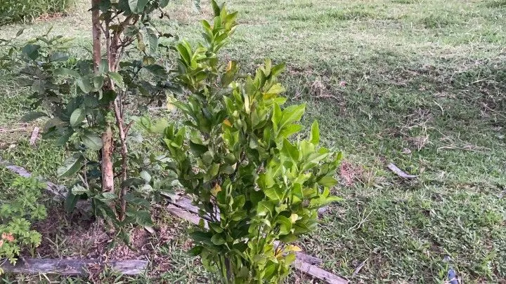 Chácara à venda de 3 ha em Taquara, RS, Brasil