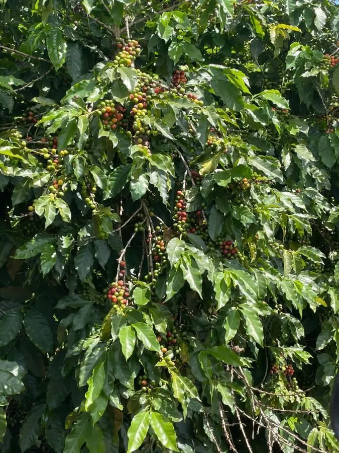 Fazenda à venda de 402 ha em Caconde, SP, Brasil