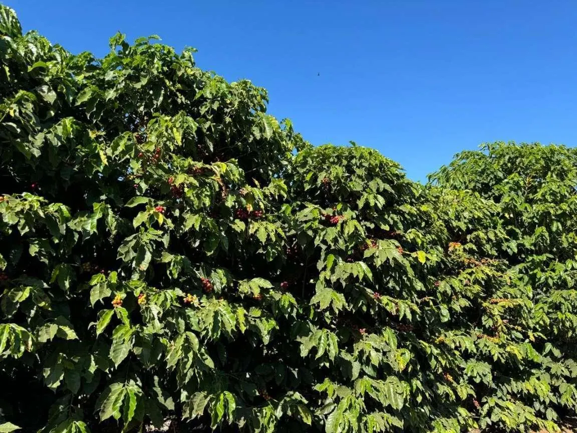Fazenda à venda de 402 ha em Caconde, SP, Brasil