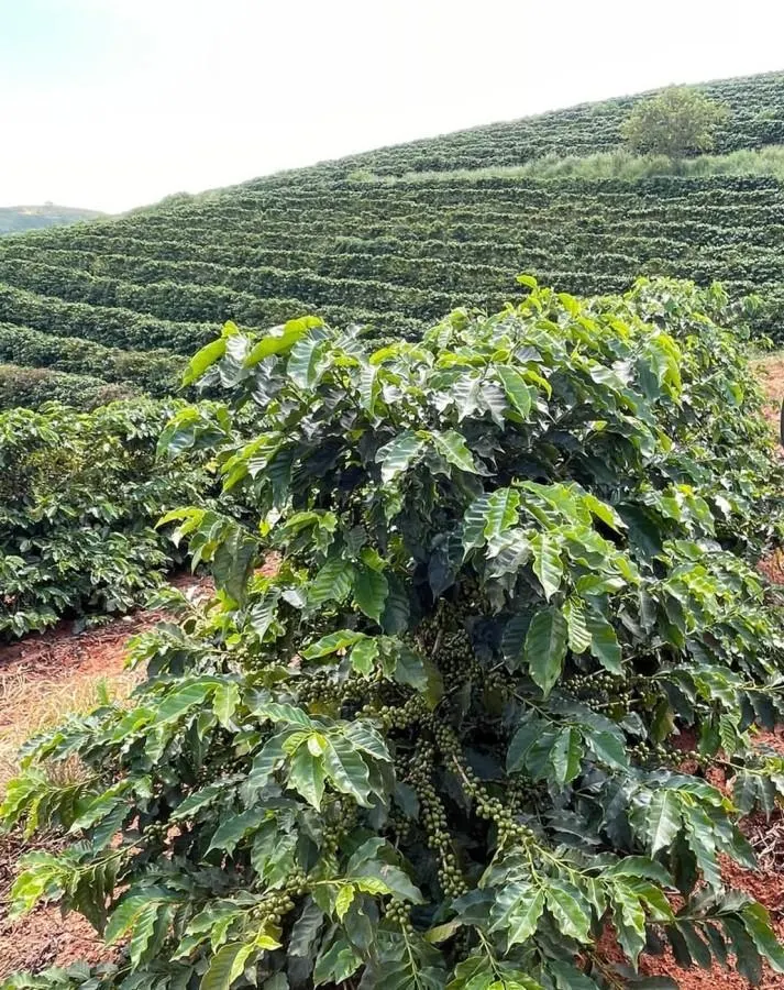Fazenda à venda de 402 ha em Caconde, SP, Brasil