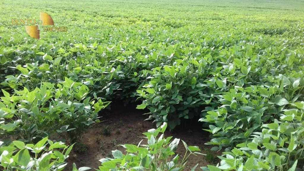 Farm for sale of 10,082 acres in Ribeirão Cascalheira, MT, Brazil