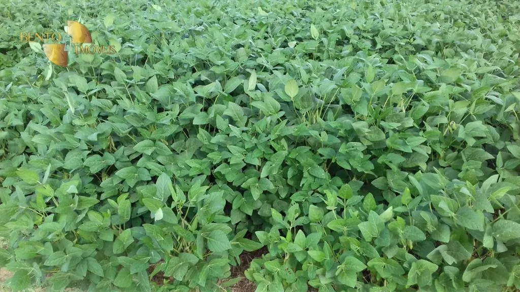 Farm for sale of 10,082 acres in Ribeirão Cascalheira, MT, Brazil