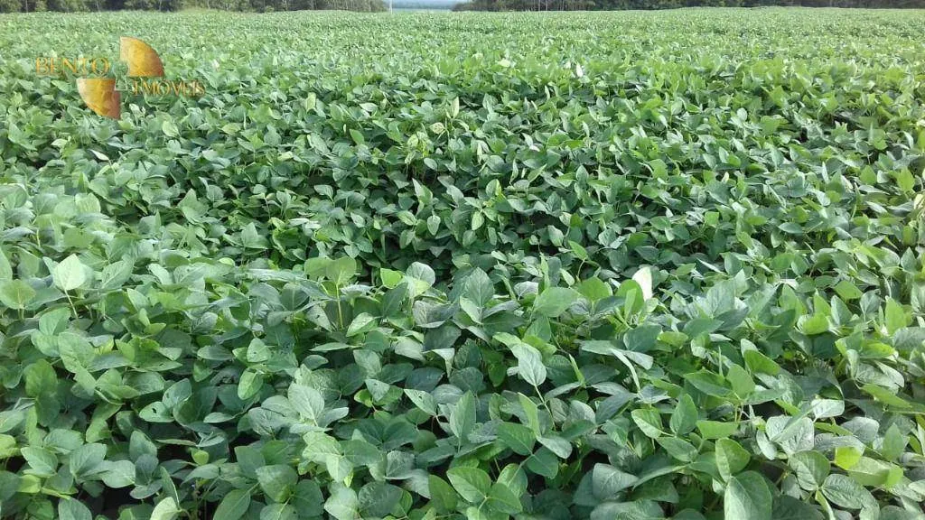 Farm for sale of 10,082 acres in Ribeirão Cascalheira, MT, Brazil