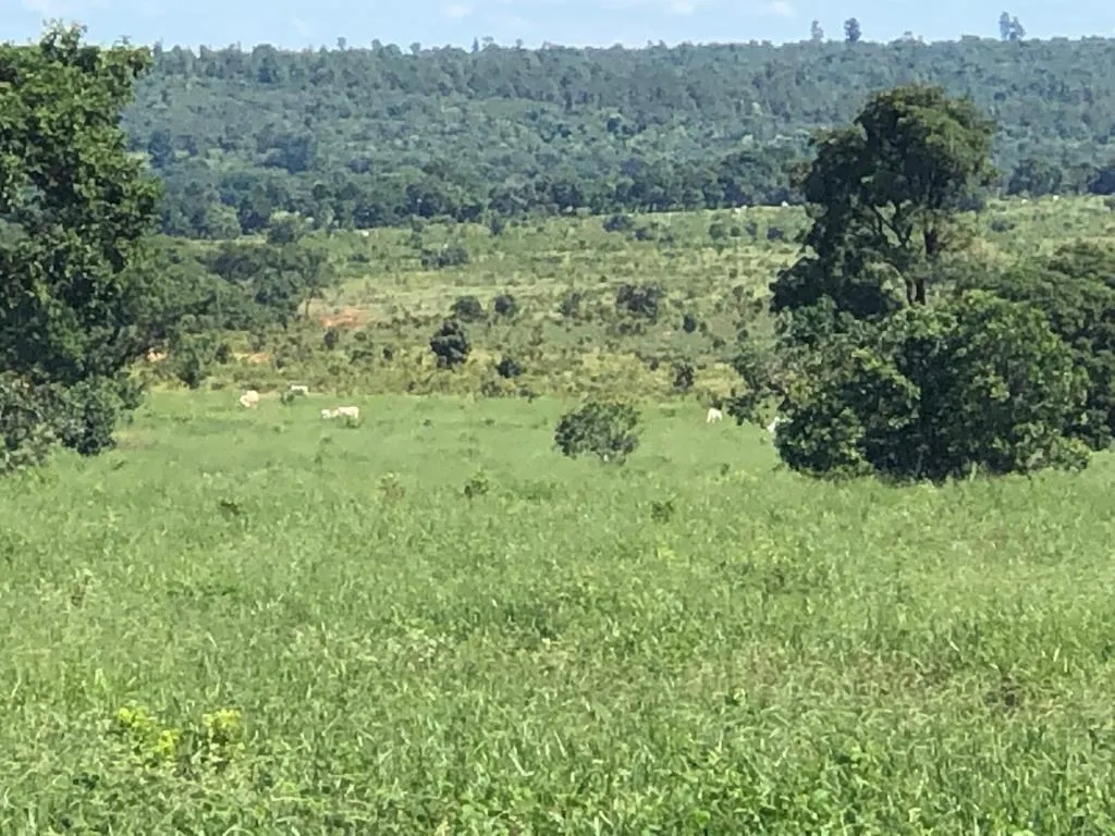 Fazenda à venda e para Arrendar de 883 ha em Ribas do Rio Pardo, MS, Brasil