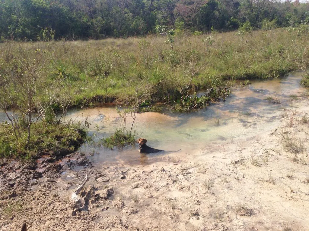 Fazenda à venda e para Arrendar de 883 ha em Ribas do Rio Pardo, MS, Brasil