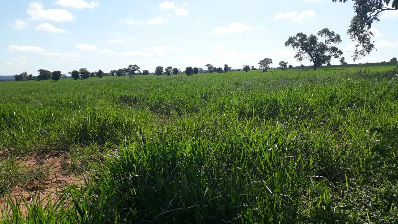 Fazenda à venda e para Arrendar de 883 ha em Ribas do Rio Pardo, MS, Brasil