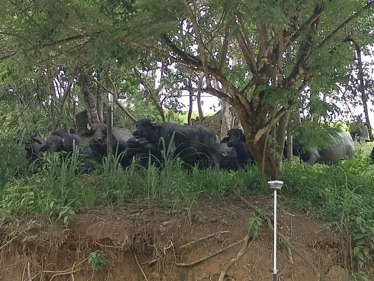 Fazenda à venda de 3.025 ha em Sete Barras, SP, Brasil