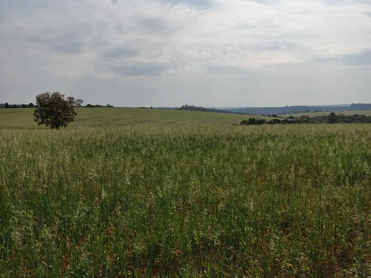 Fazenda à venda de 128 ha em Itapetininga, SP, Brasil