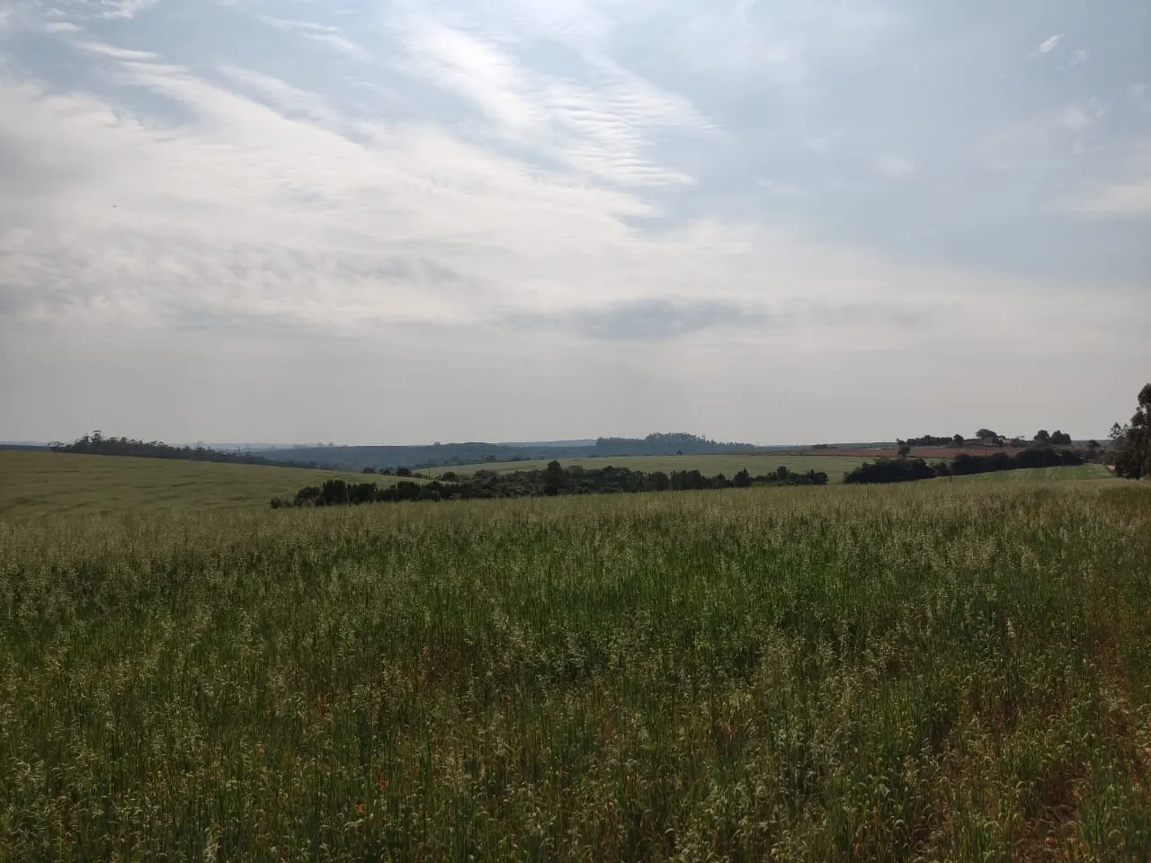Fazenda à venda de 128 ha em Itapetininga, SP, Brasil