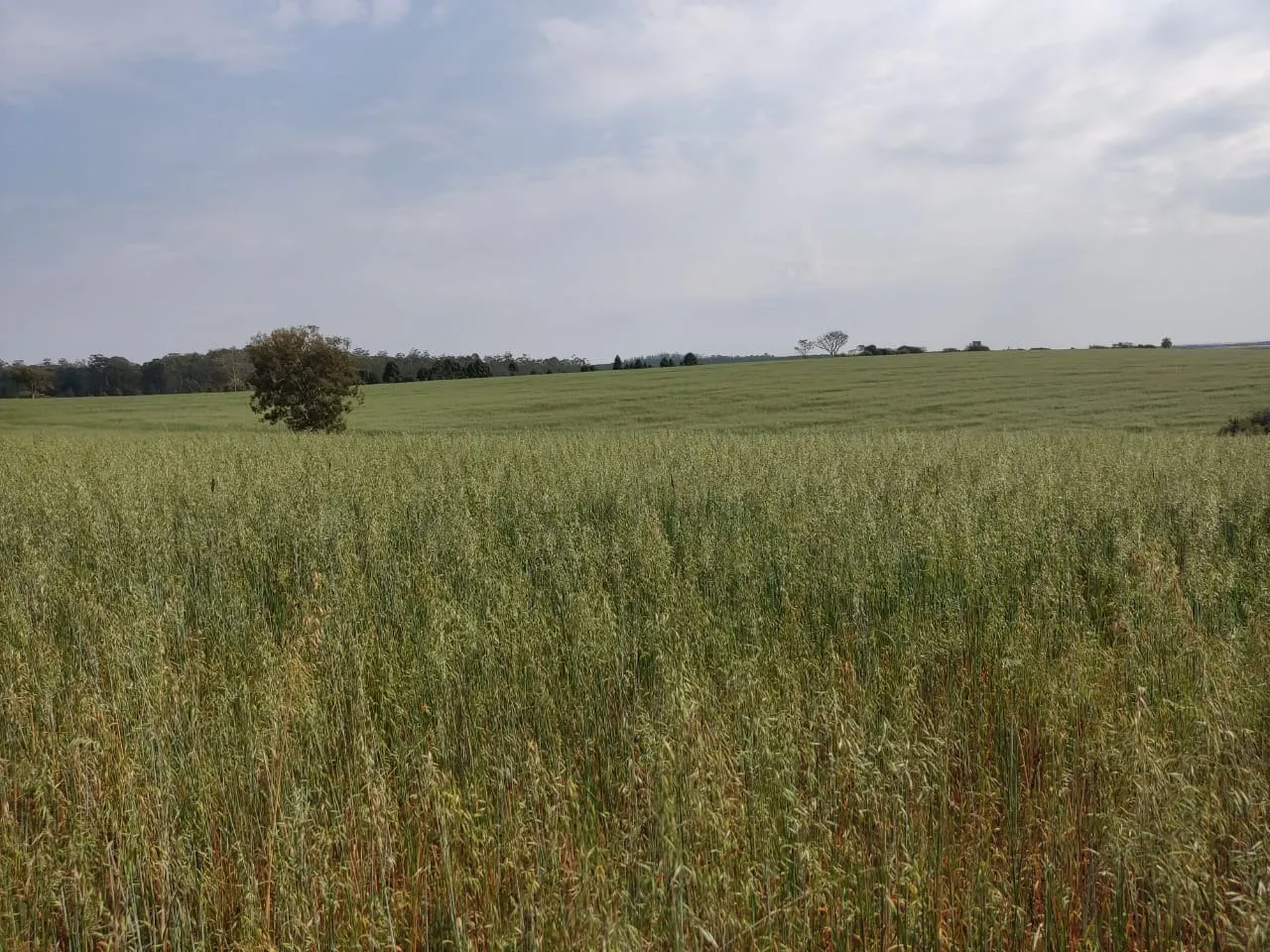 Fazenda à venda de 128 ha em Itapetininga, SP, Brasil