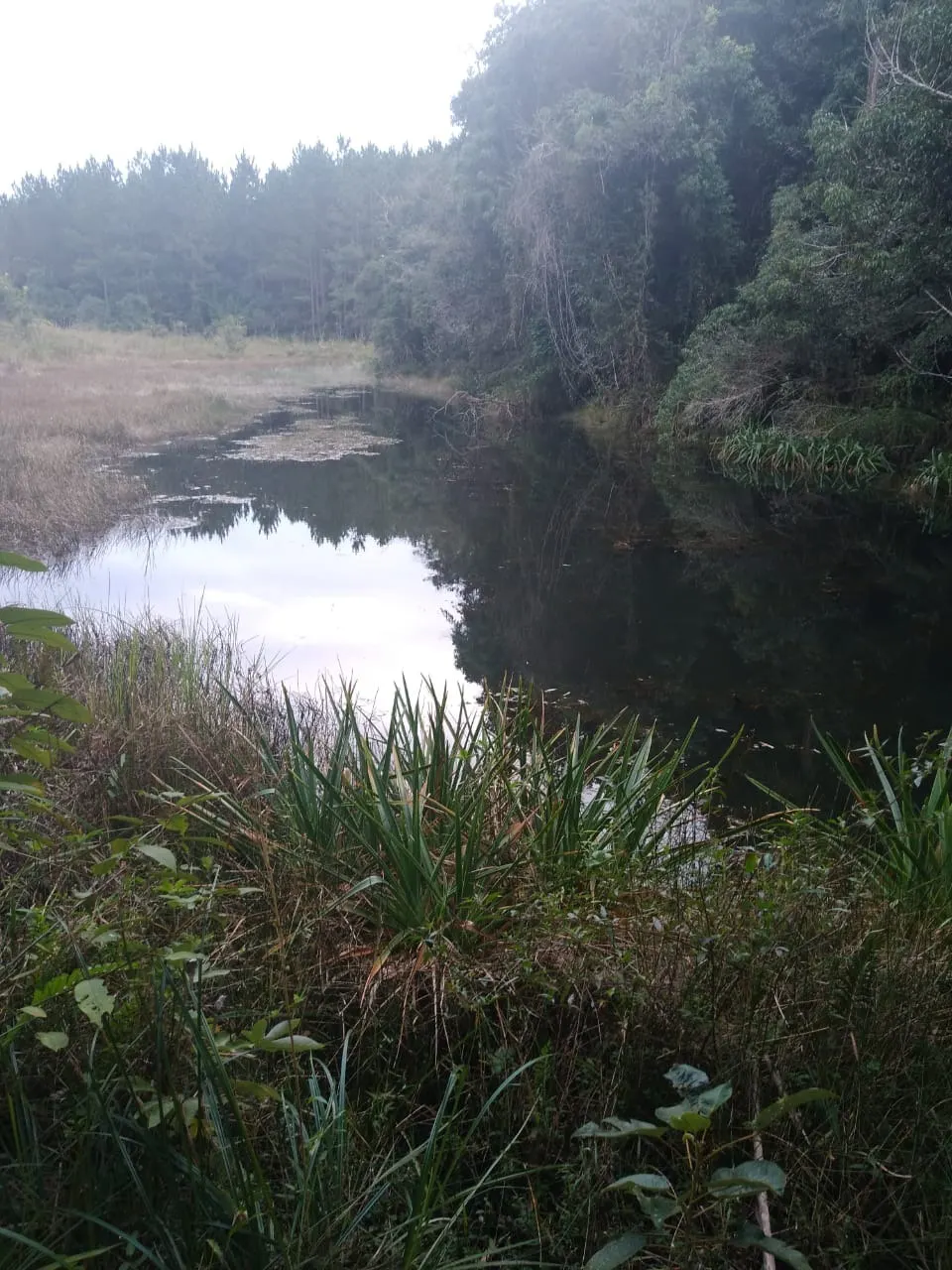 Fazenda à venda de 128 ha em Itapetininga, SP, Brasil