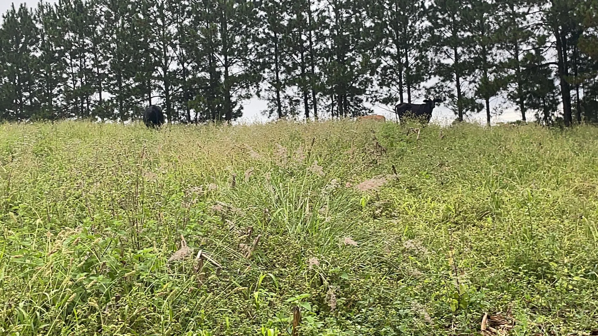 Chácara à venda de 3 ha em Gravataí, RS, Brasil