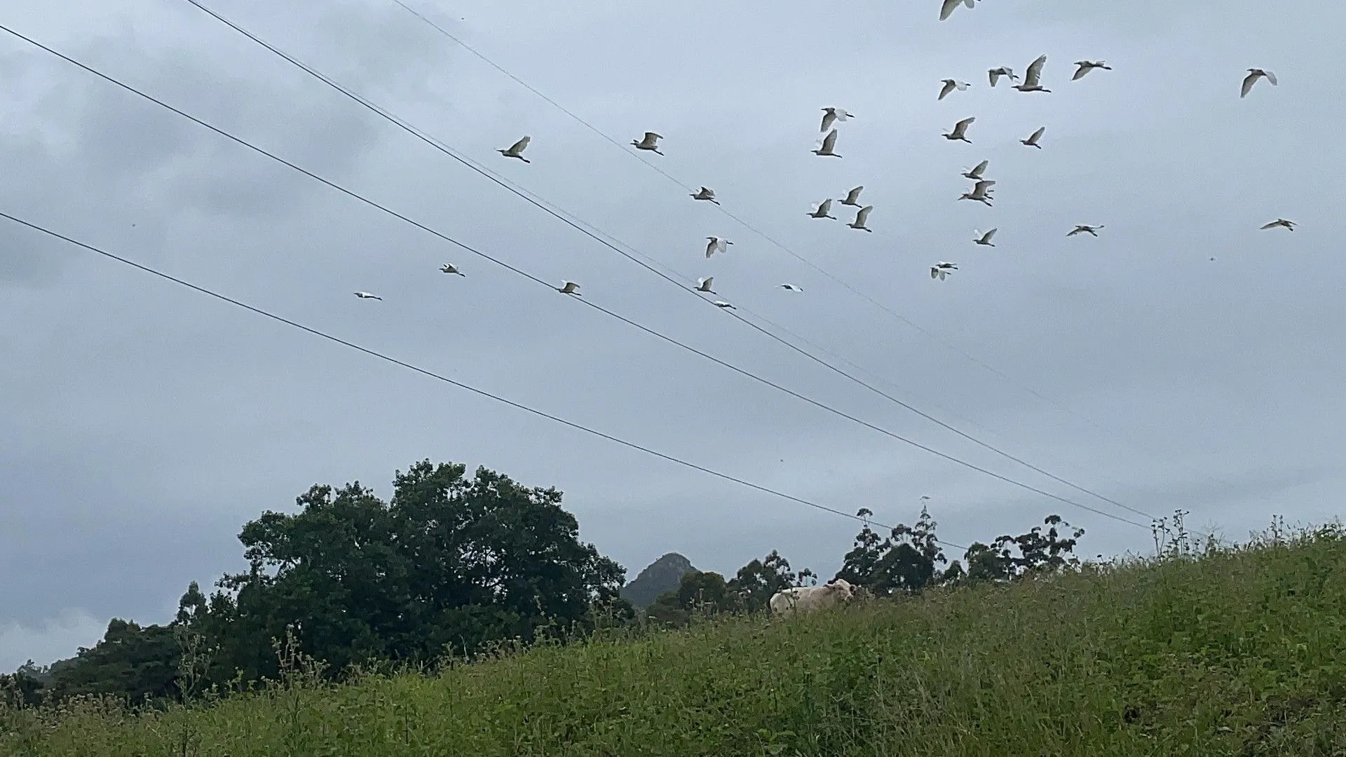 Chácara à venda de 3 ha em Gravataí, RS, Brasil
