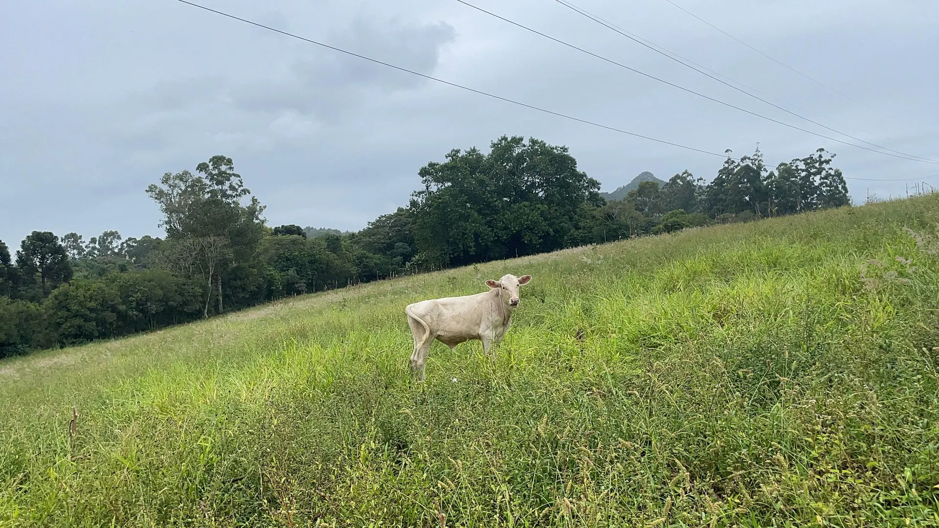 Chácara à venda de 3 ha em Gravataí, RS, Brasil