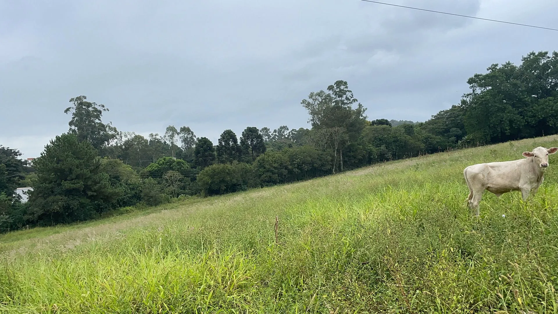 Chácara à venda de 3 ha em Gravataí, RS, Brasil