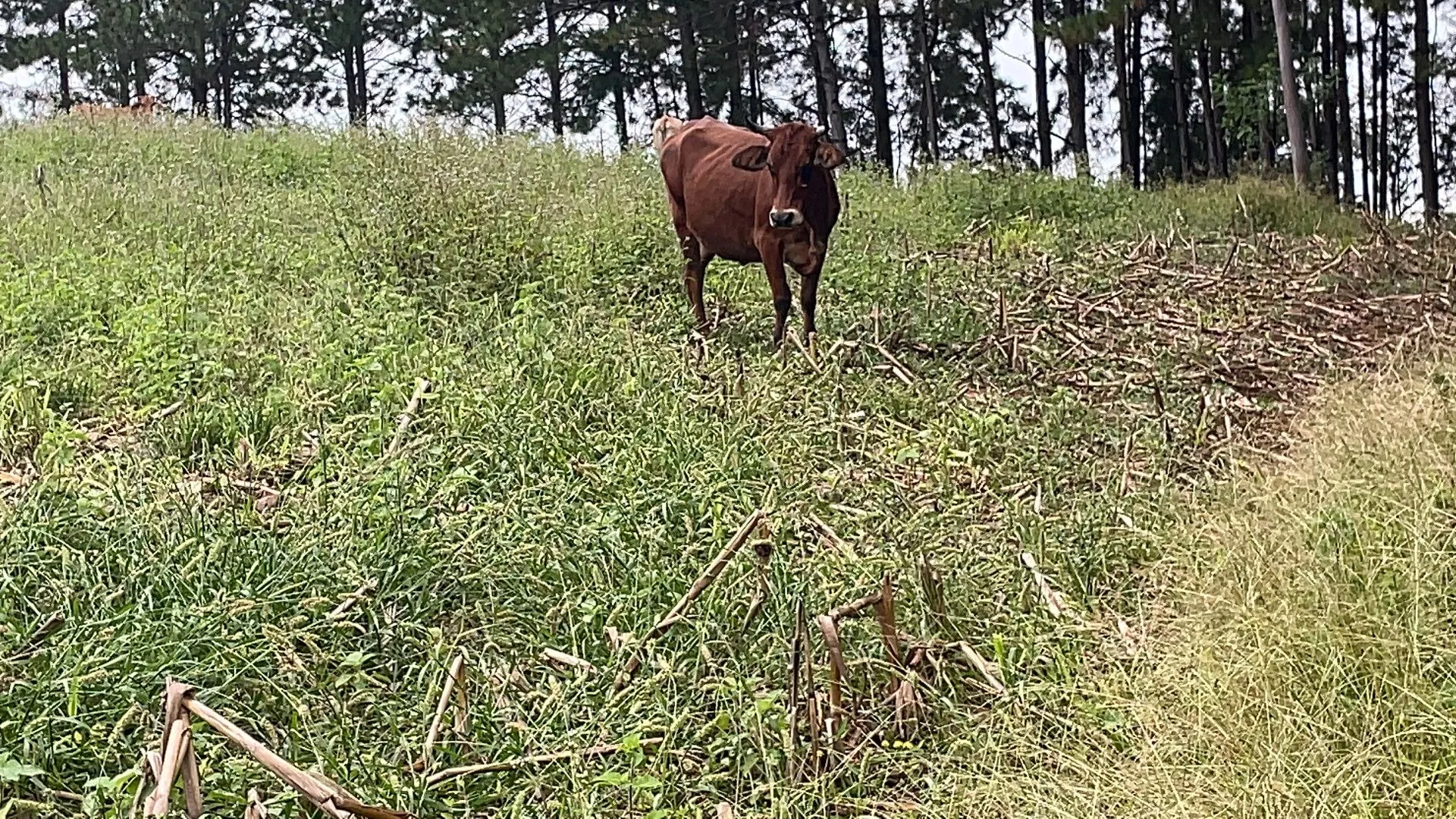 Chácara à venda de 3 ha em Gravataí, RS, Brasil