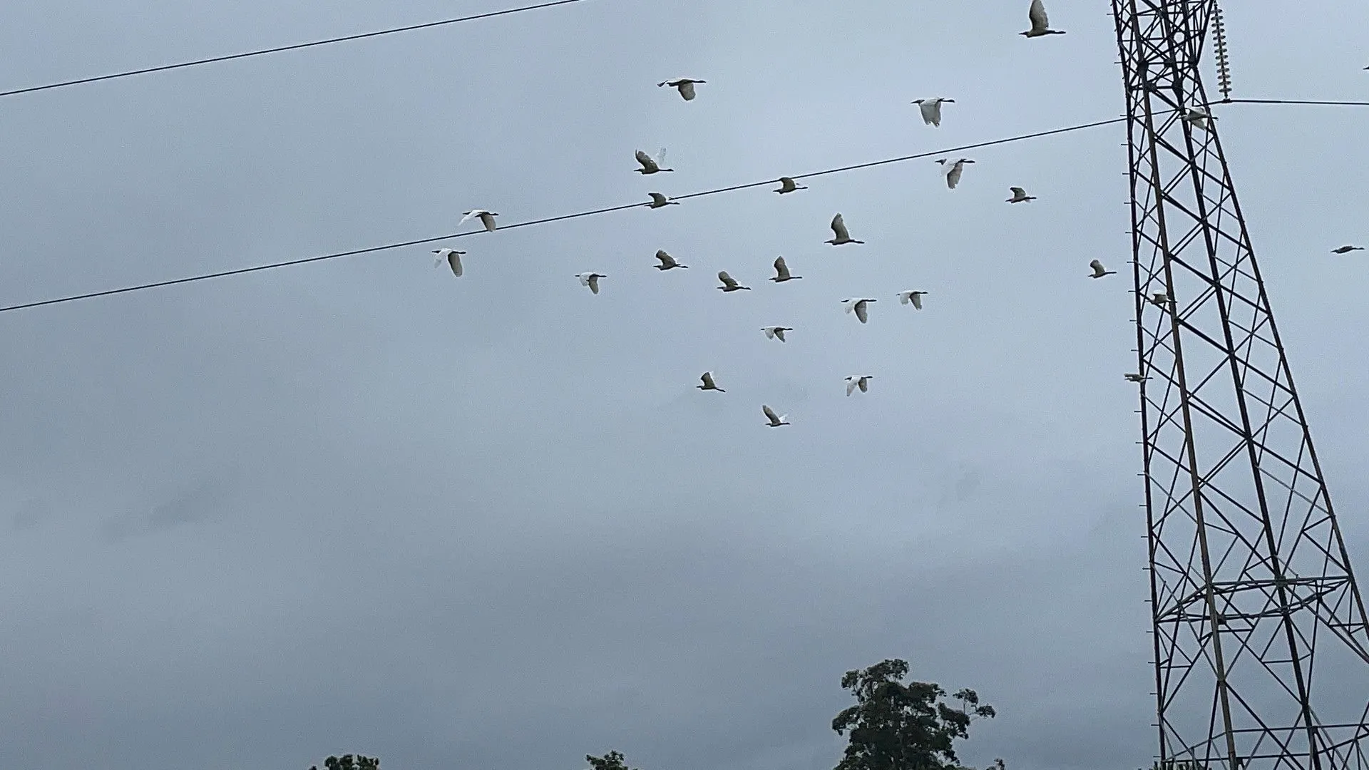 Chácara à venda de 3 ha em Gravataí, RS, Brasil