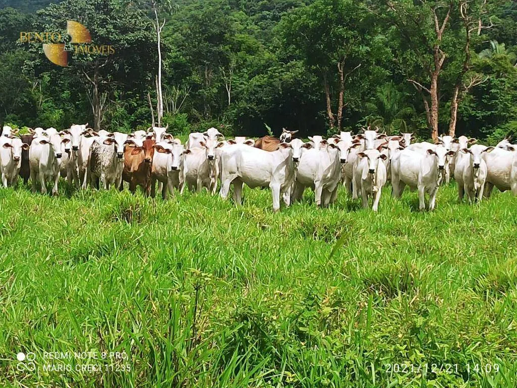 Fazenda à venda de 1.240 ha em Barra do Bugres, MT, Brasil