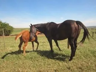 Fazenda à venda de 429 ha em Bauru, SP, Brasil
