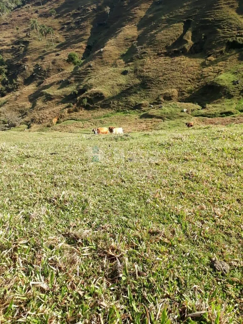 Terreno à venda de 35 ha em Angelina, SC, Brasil