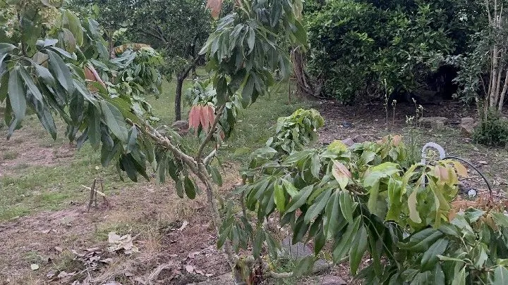 Country home for sale of 1 acres in Santo Antônio da Patrulha, RS, Brazil