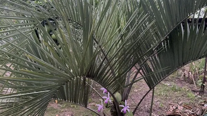 Country home for sale of 1 acres in Santo Antônio da Patrulha, RS, Brazil