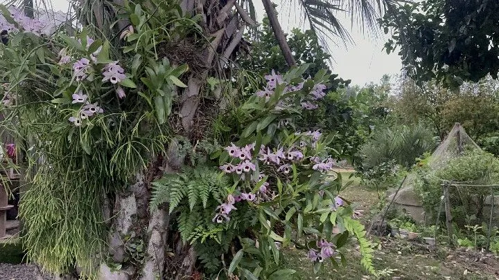 Country home for sale of 1 acres in Santo Antônio da Patrulha, RS, Brazil