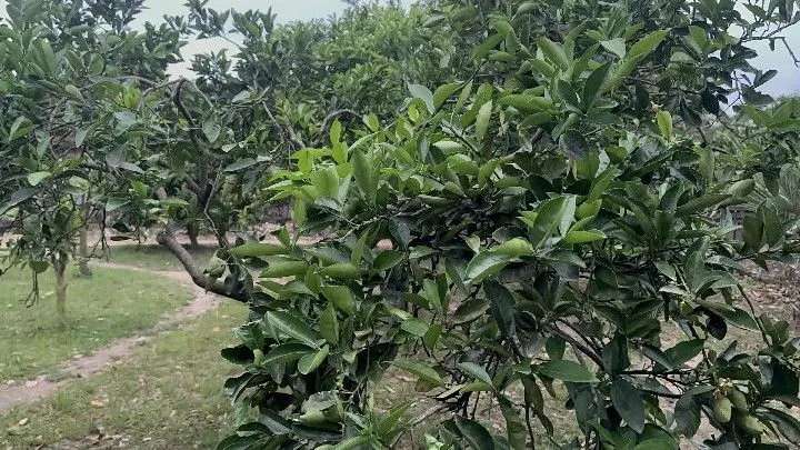 Country home for sale of 1 acres in Santo Antônio da Patrulha, RS, Brazil