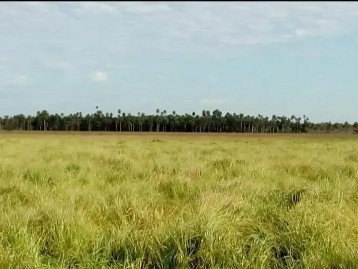 Comercial à venda de 12.600 ha em San Pedro de Ycuamandiyú, Paraguai