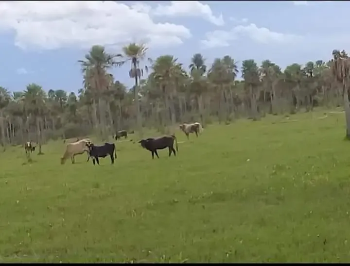 Comercial à venda de 12.600 ha em San Pedro de Ycuamandiyú, Paraguai