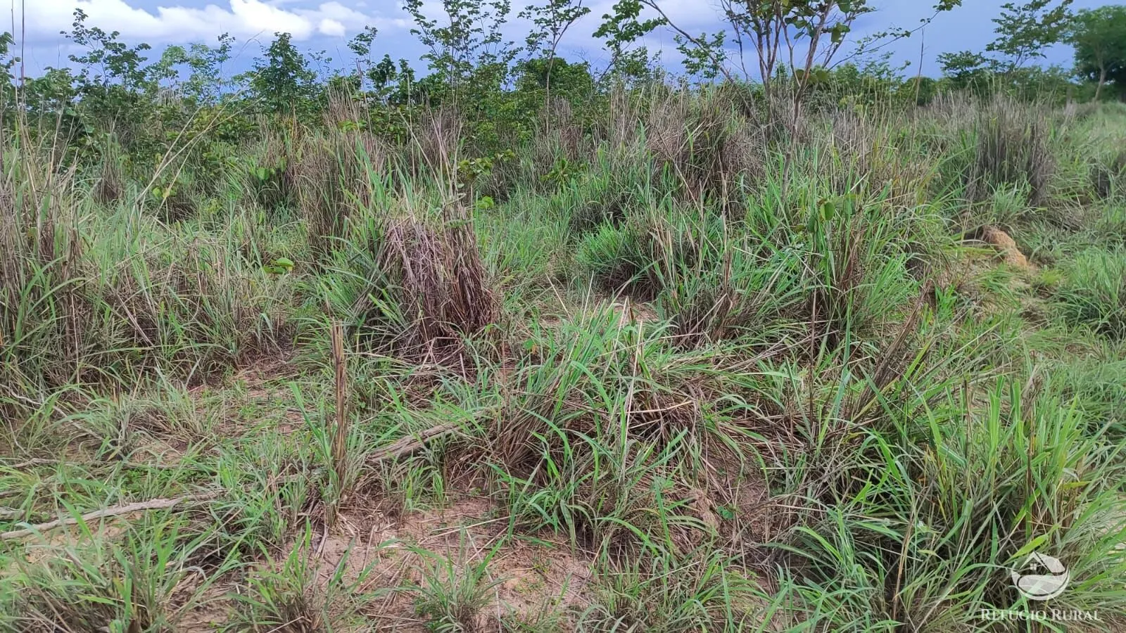 Farm for sale of 1,972 acres in Alvorada, TO, Brazil