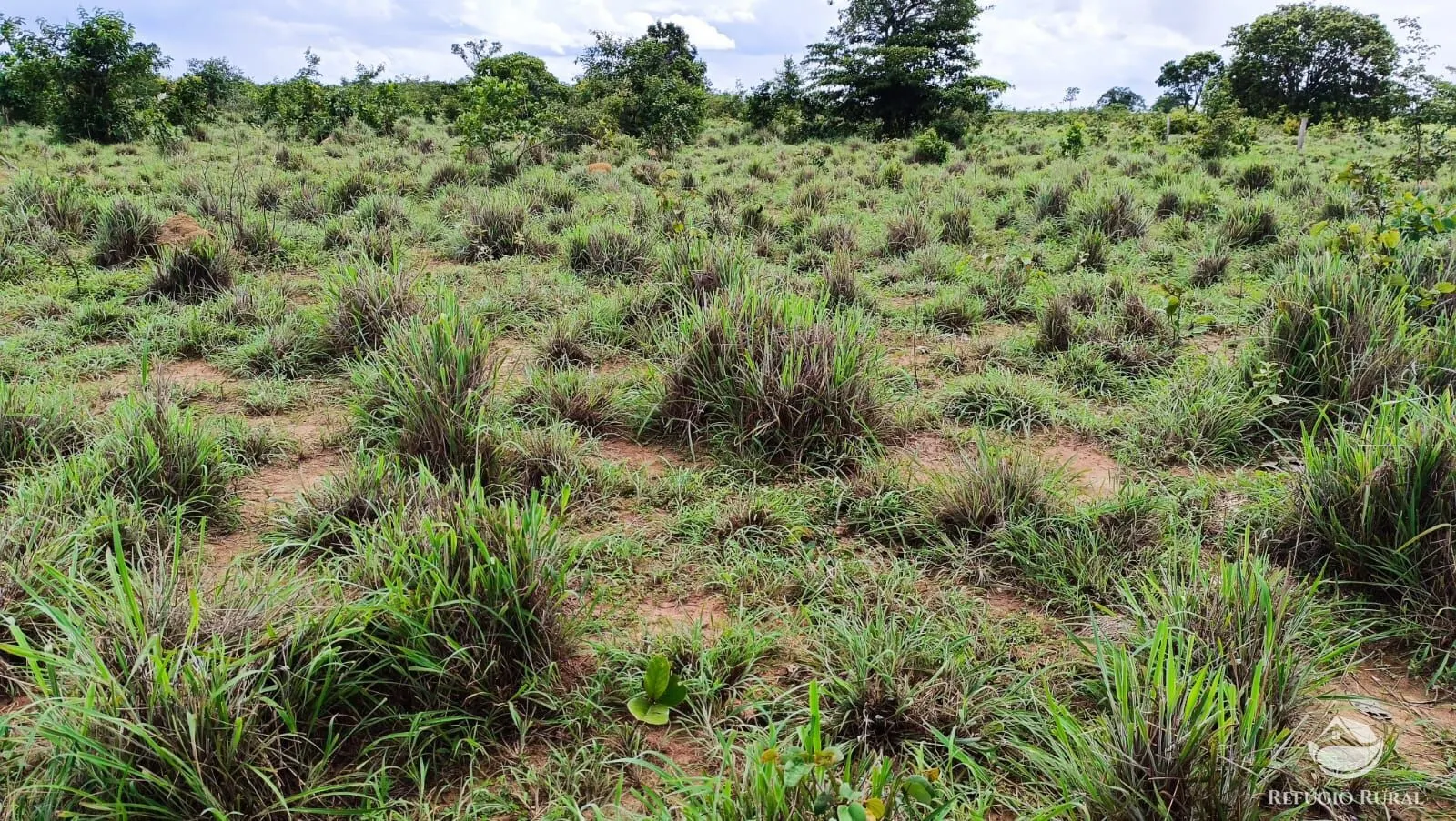 Farm for sale of 1,972 acres in Alvorada, TO, Brazil