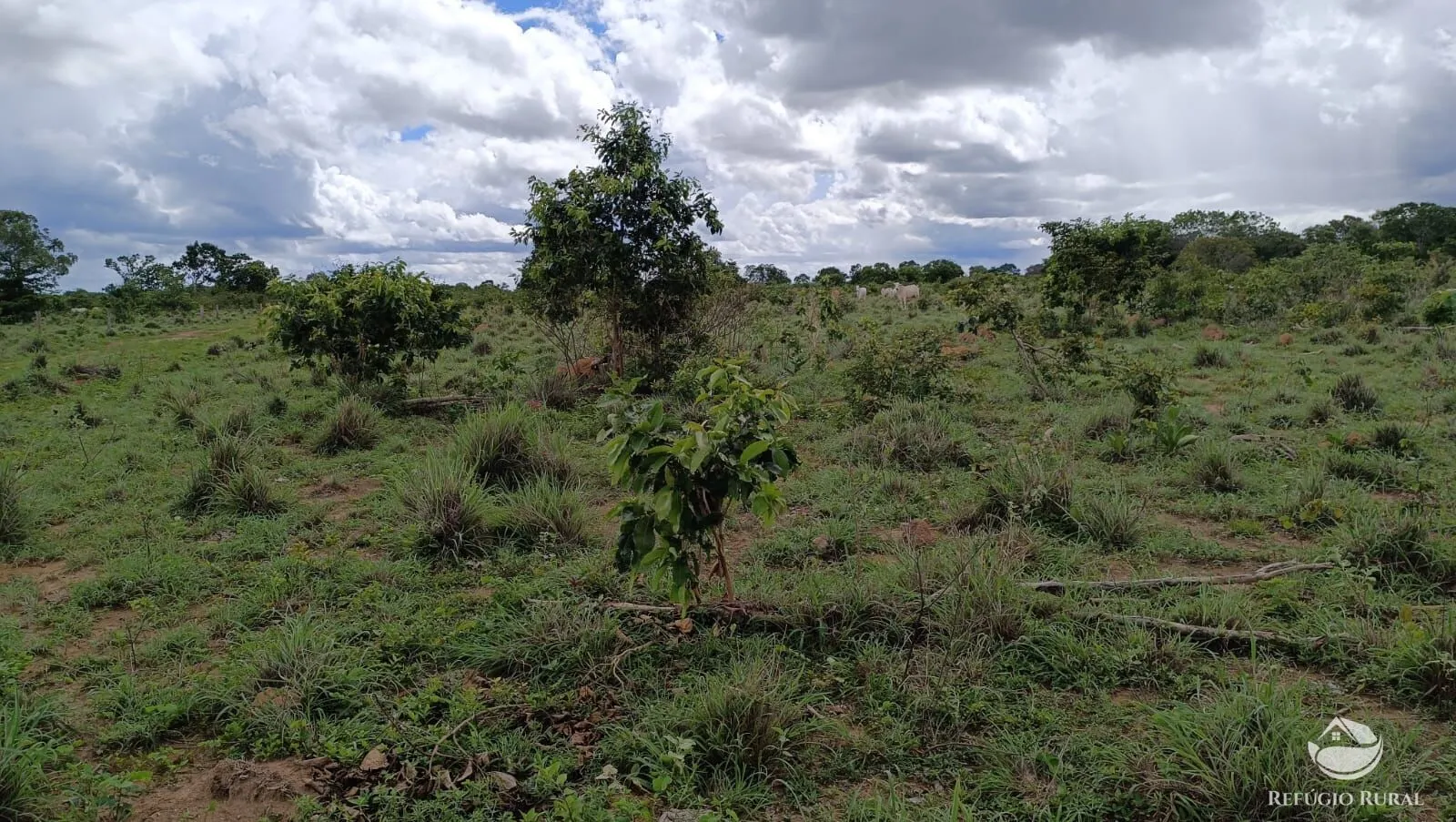 Farm for sale of 1,972 acres in Alvorada, TO, Brazil